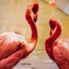 Lenjerie de pat dublu cu design spectaculos de flamingo roz. Lenjerii de pat 1+1 gratis.